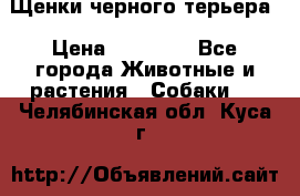 Щенки черного терьера › Цена ­ 35 000 - Все города Животные и растения » Собаки   . Челябинская обл.,Куса г.